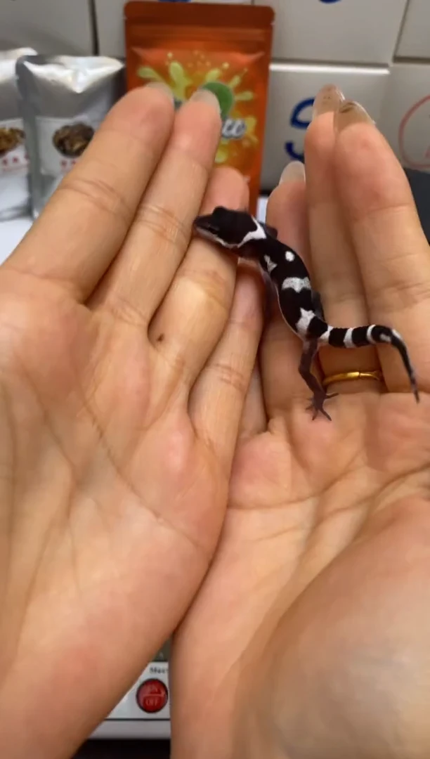 豹纹守宫Scale Tail 爬宠B4