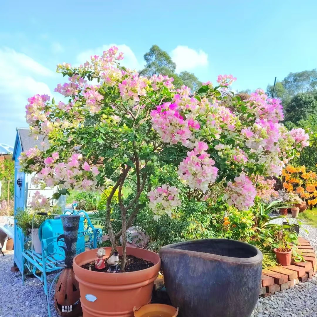 【三角梅】绿樱云南基地现发一物一拍原盆原土发货