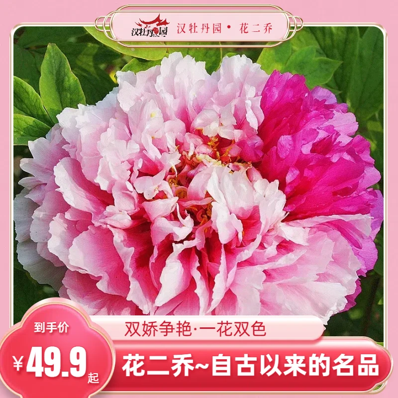 花二乔汉牡丹园牡丹花卉重瓣大花植物特产复色牡丹稀有品种