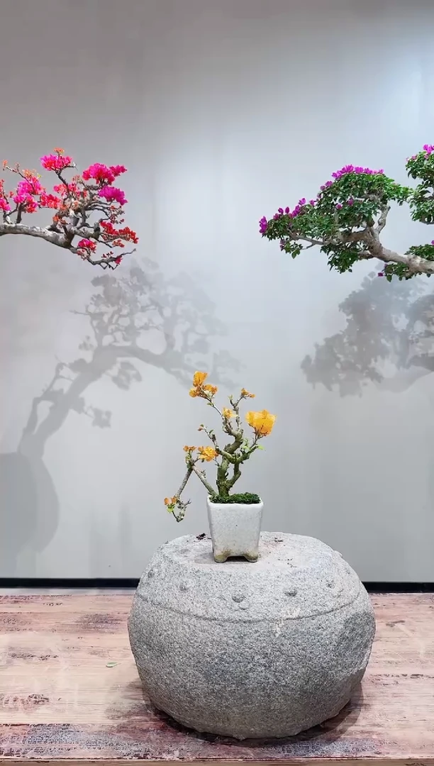 【闪购商品】盆景加州黄金