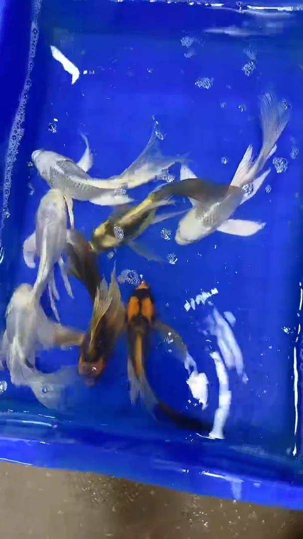 蝴蝶鲤蝴蝶鲤直播选鱼专用链接