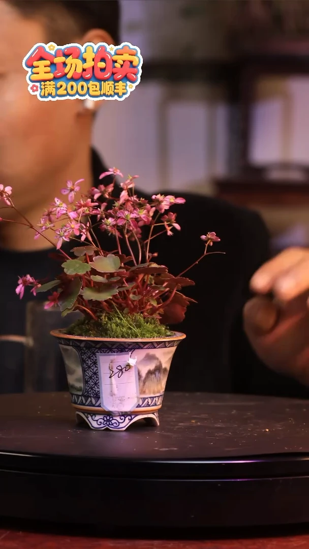 完全开放G29草本植物 不包邮