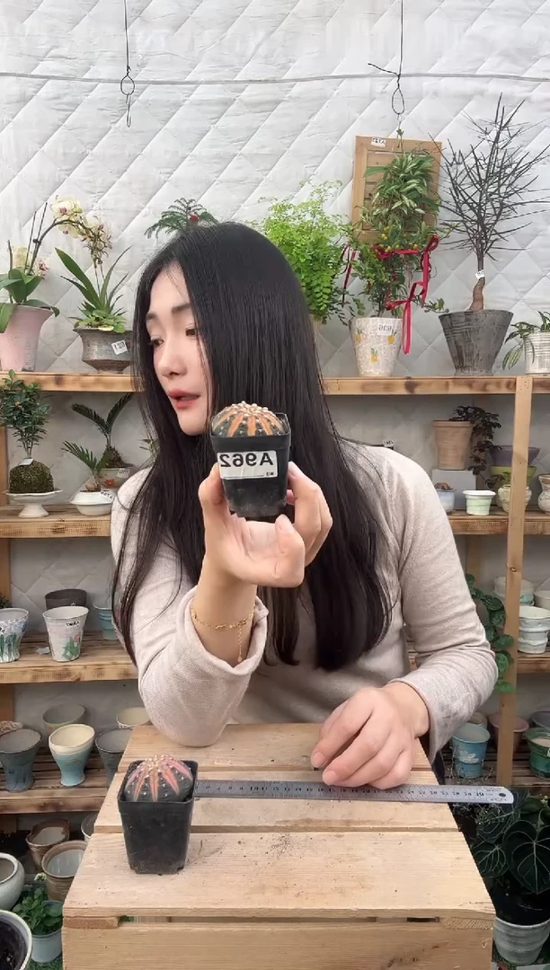 无花朵962拉根育苗盆