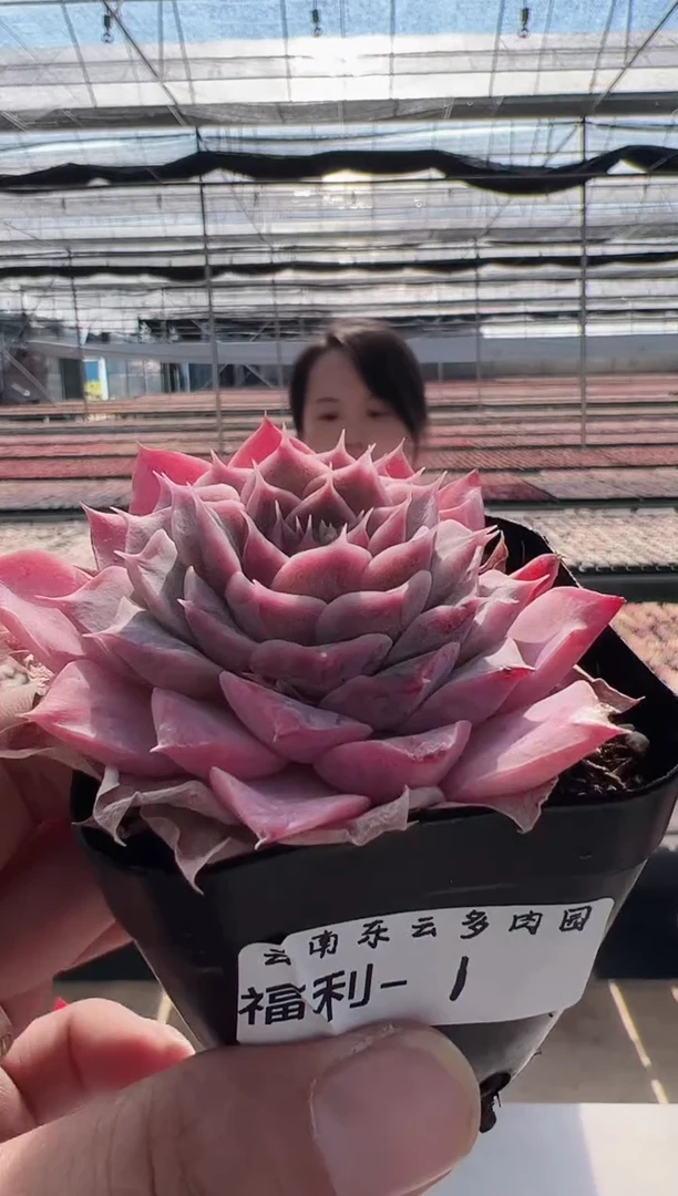 【闪购商品】福利款多肉-1