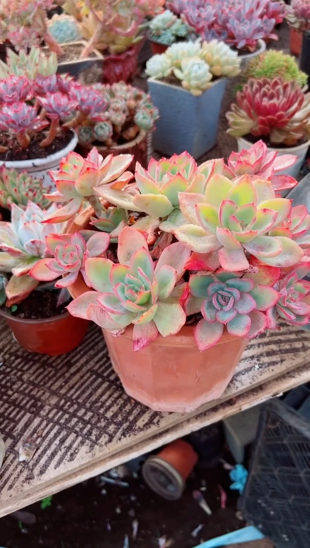 大***?多肉植物一物一拍07123