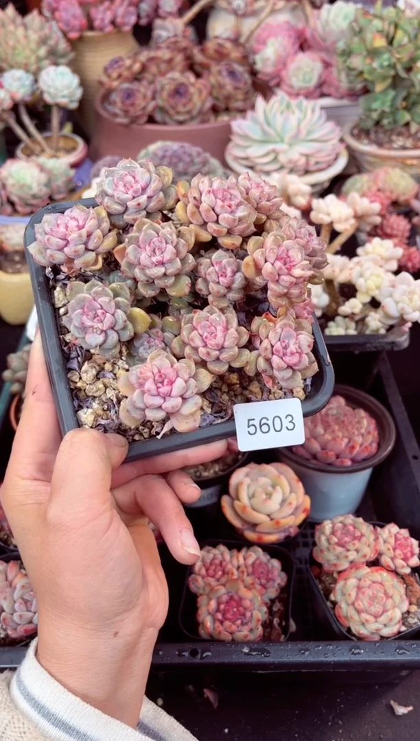 【闪购商品】5603群生粉布偶多肉