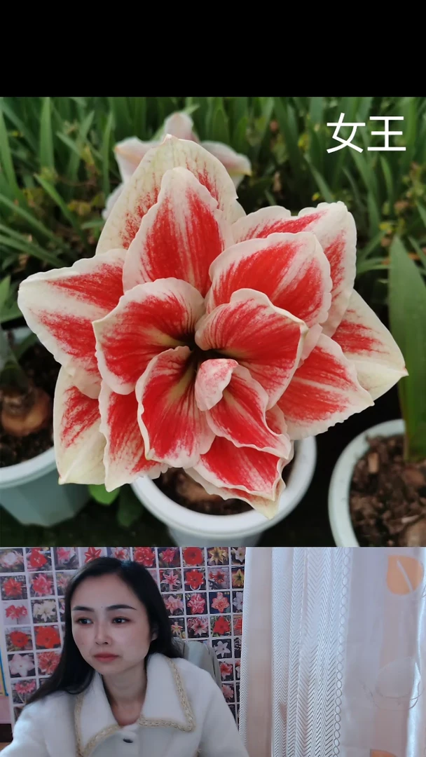 朱顶红女王小球带土