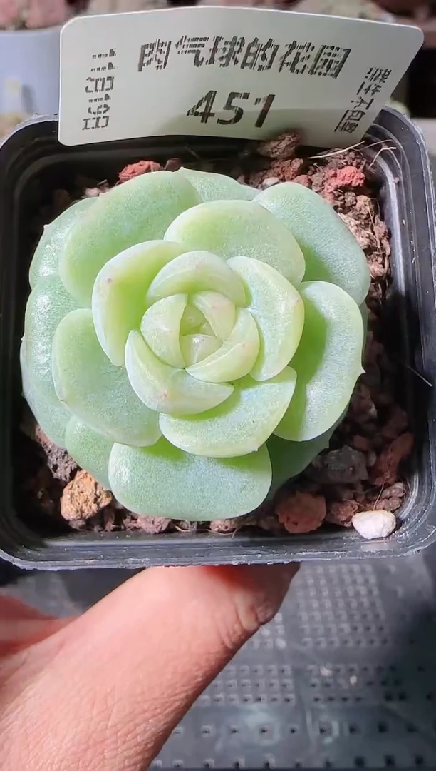 1119-451冰心27麦秆群生不包整