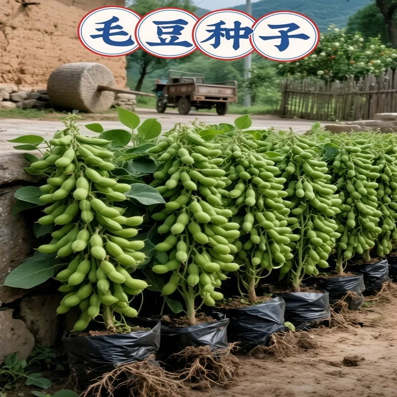 大粒九月鲜又名九月寒晚熟毛豆种子高产鲜食重阳豆菜用毛豆蔬菜种