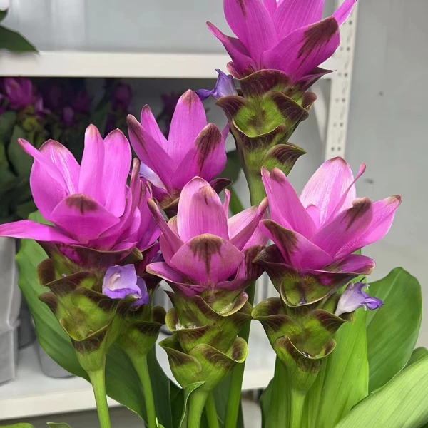 室内 盆栽 姜荷花影子  四季开花  带花带花苞