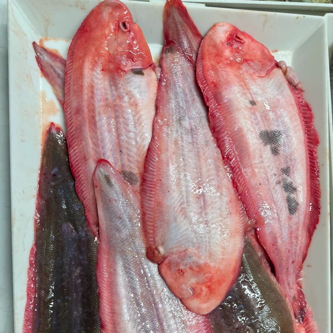 野生  比目鱼  每条2.7斤-3斤 天津当日达！