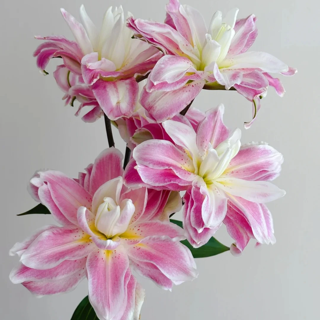 【半岛花铺】莲花之境 稀有重瓣香水百合 家用养护 云南鲜切花