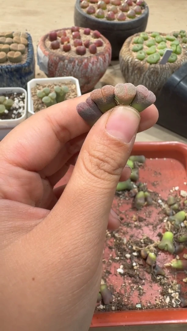 18-181多肉植物肉锥