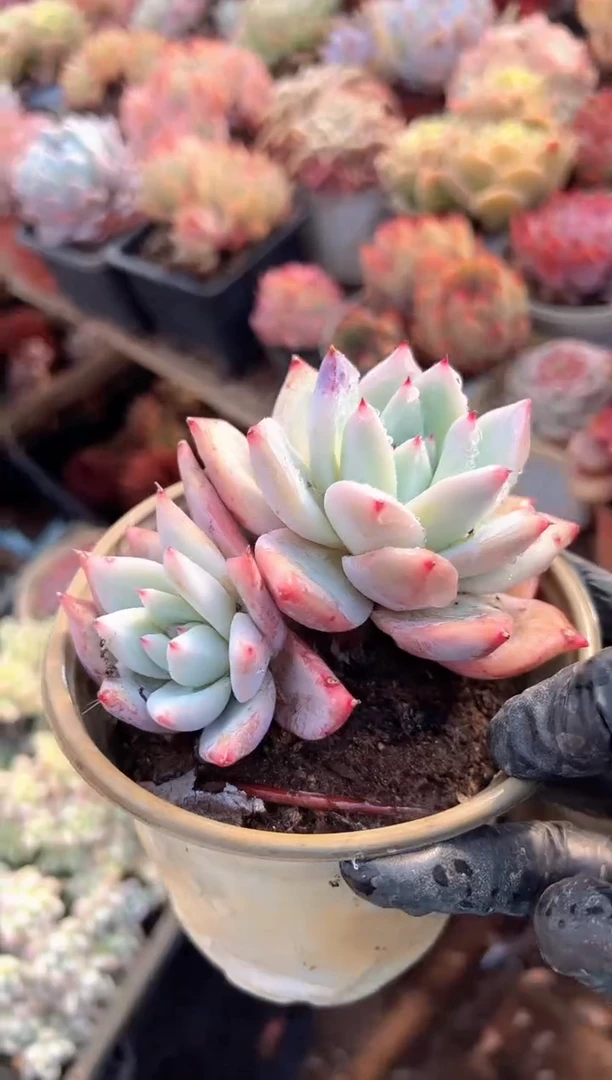 小*晓多肉植物一物一拍01322