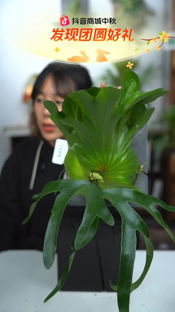 不开花植物A891-皇冠鹿角蕨（中）叶片微瑕