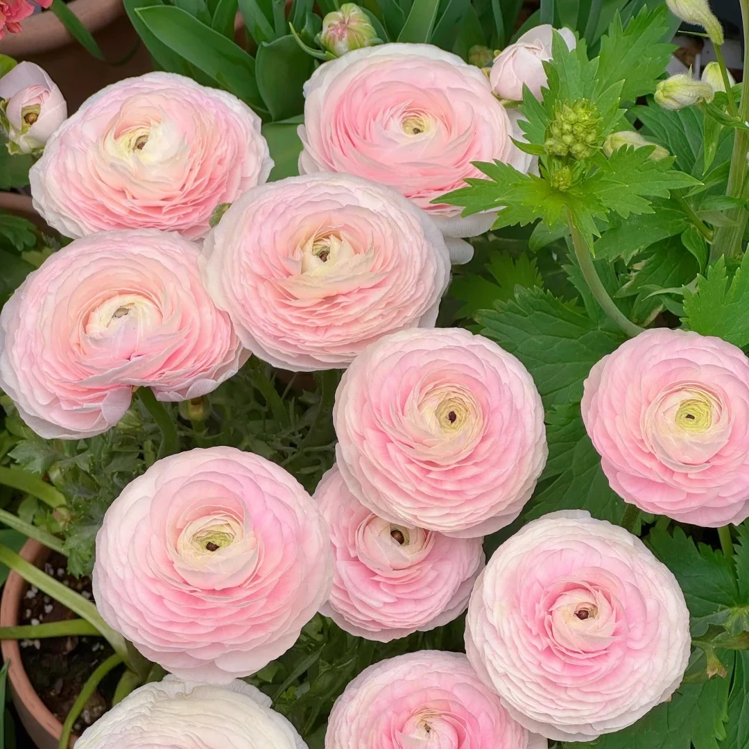 【河内洋牡丹】云南基地现采现发 一单中通两单顺丰