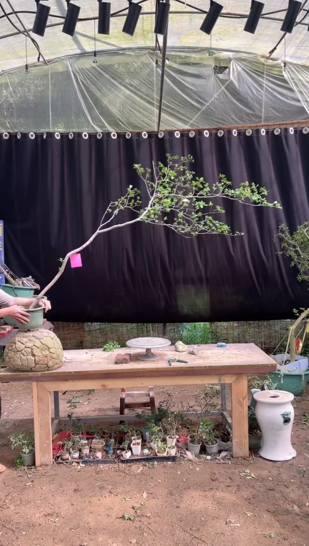 当前无花朵，栽培后可花朵1**8海岛栀子花
