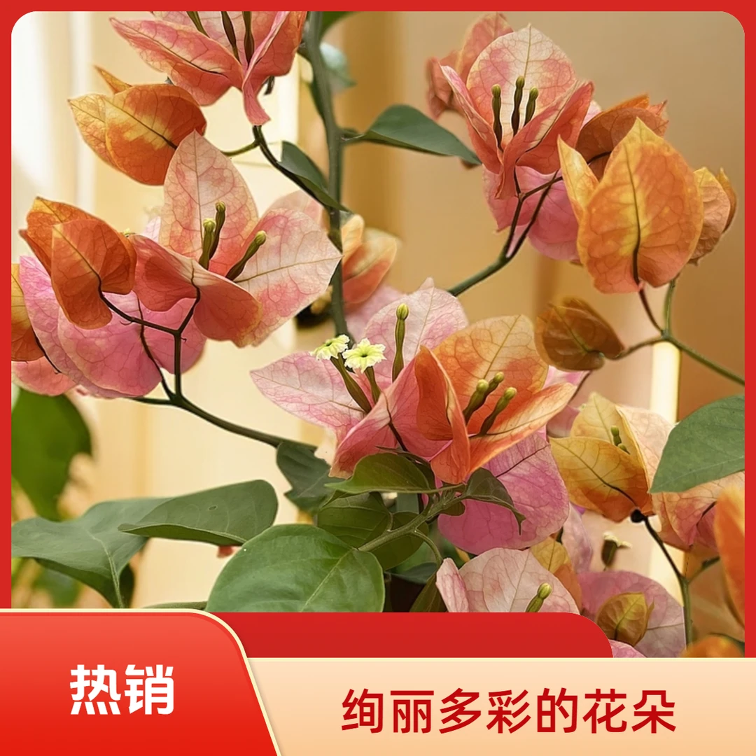 凤凰三角梅袋苗花期长易养护