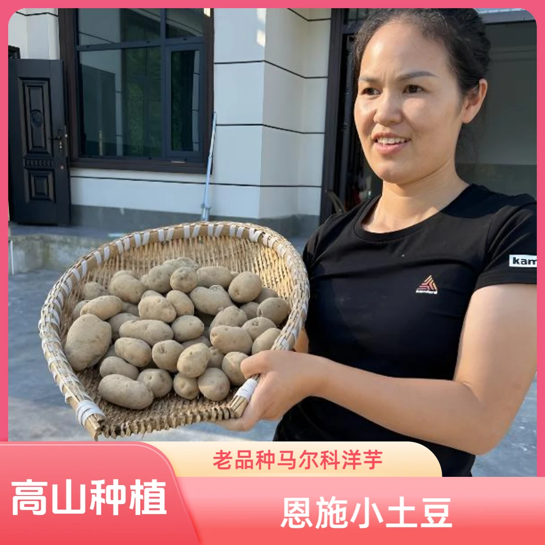 恩施小土豆老品种马尔科洋芋（易长芽，介意者别拍）