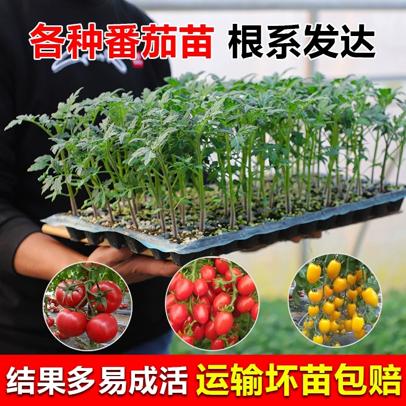 西红柿苗大粉番茄秧苗沙瓤四季阳台矮生盆栽沙甜高产大果番茄苗秧