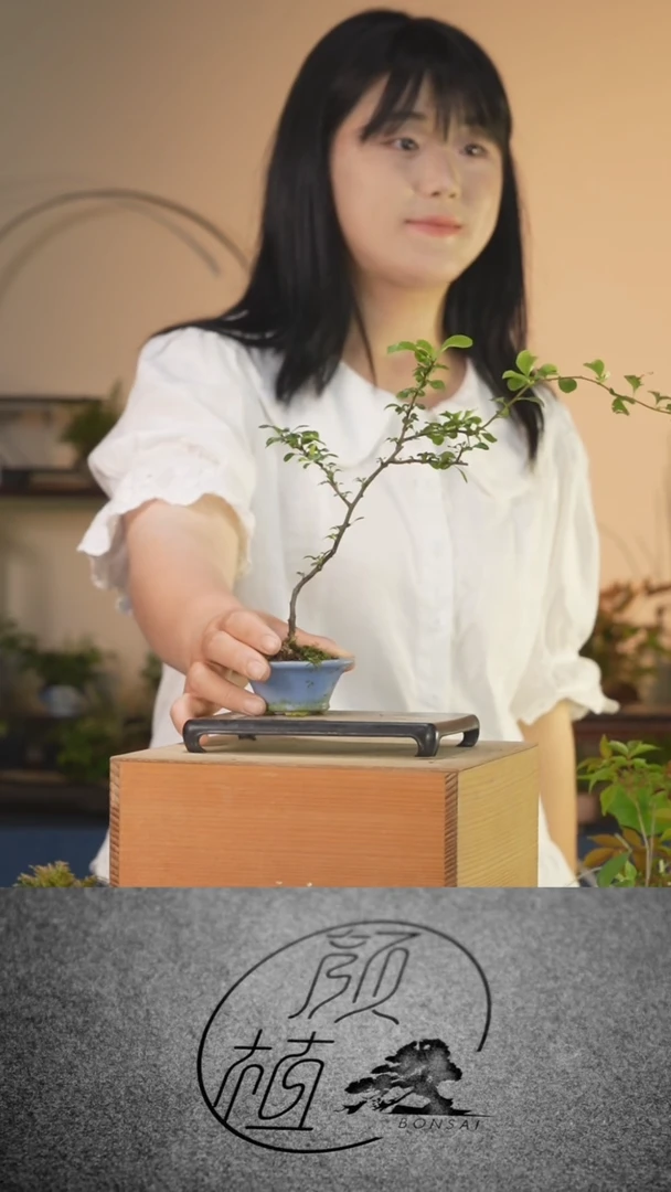 完全开放?****࿐030   长寿梅 中通