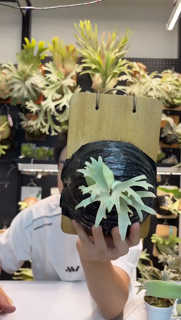 无花朵侏儒黄月个体