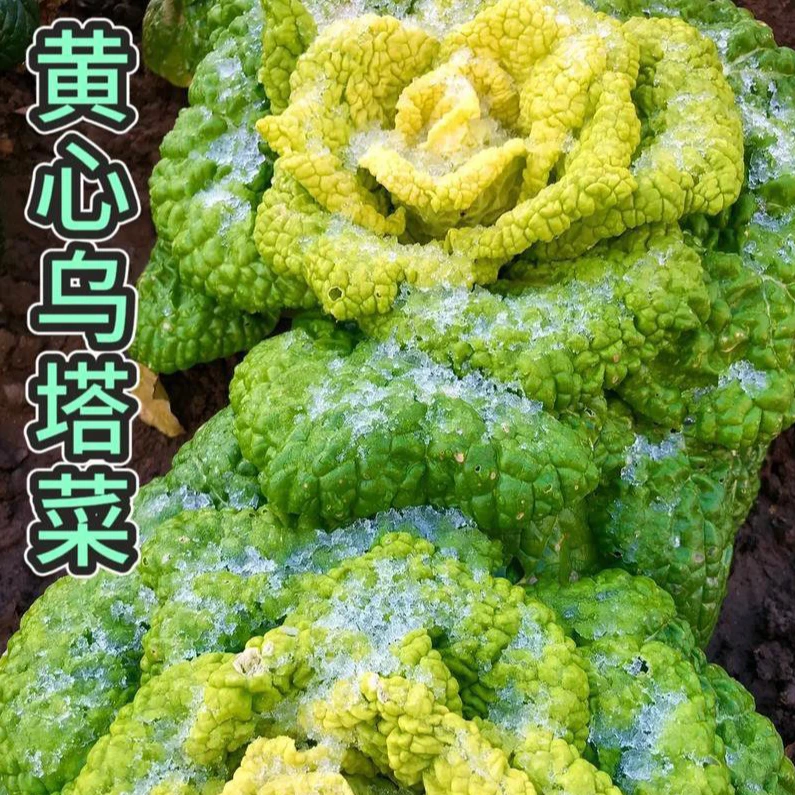 新鲜黄心乌塌菜香甜软糯泡泡菜蔬菜