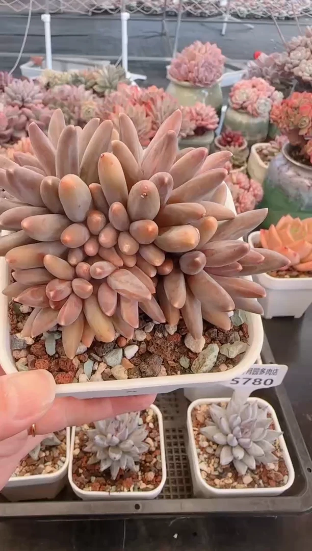 【闪购商品】5784.