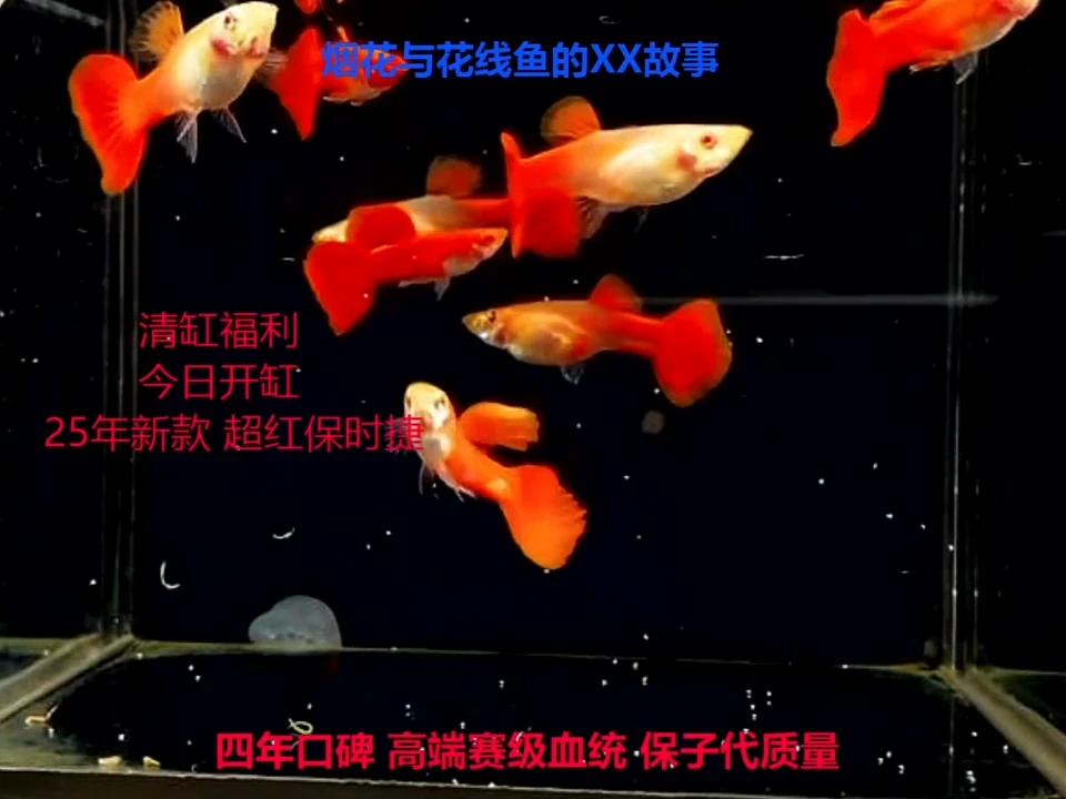 孔雀鱼全红幼鱼微破损福利2对