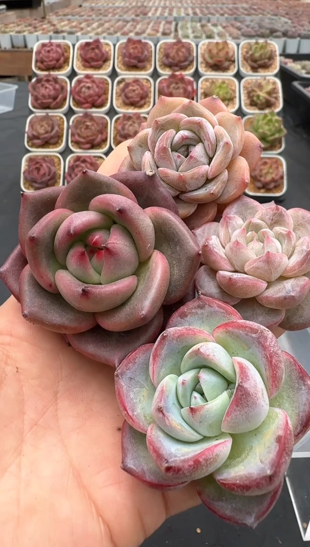 【闪购商品】636号脱土裸根发一物一拍4颗