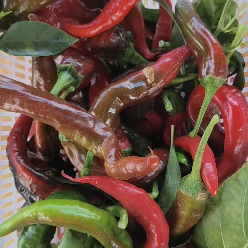 云南软壳新鲜螺丝红辣椒（树上自然红）