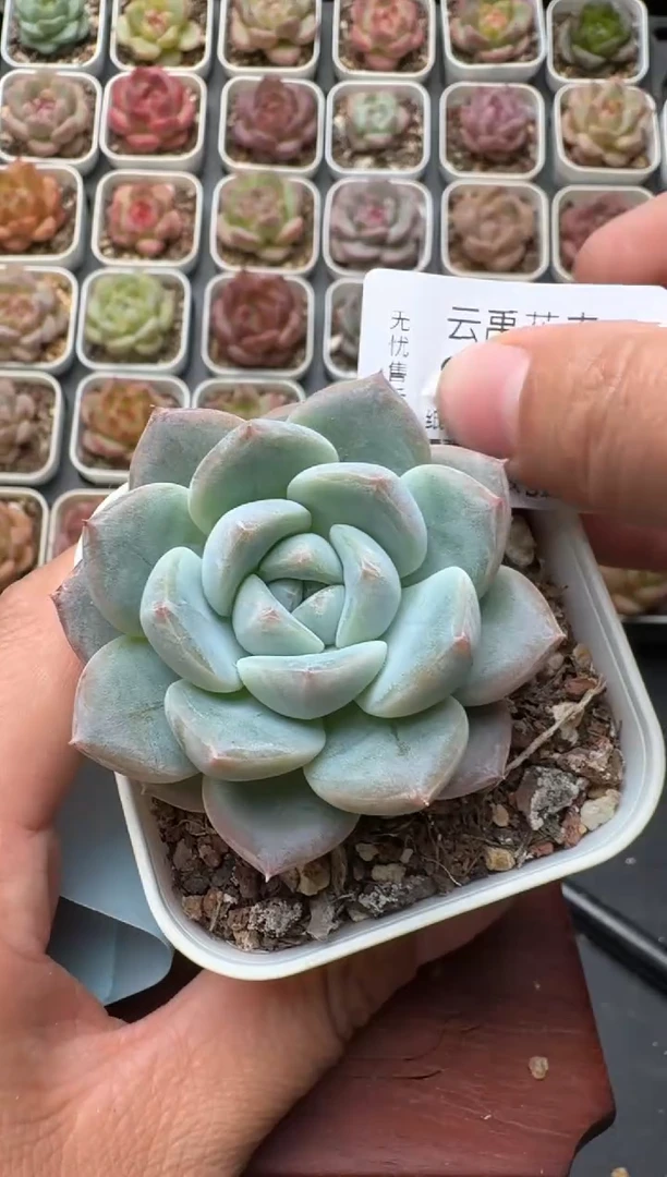 347S带盆土发 当场拍3颗以上包柚 多肉植物 一物一拍