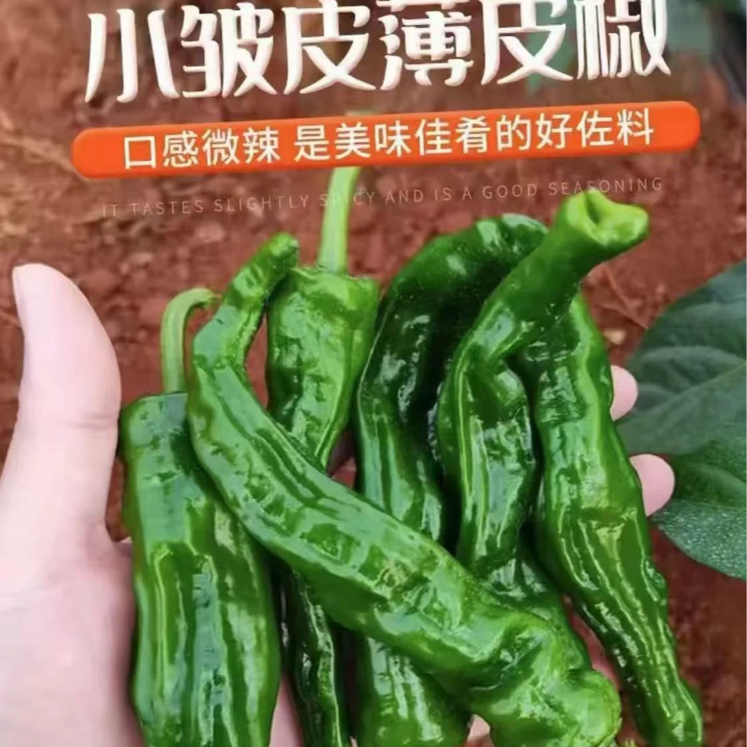 新鲜小皱皮薄皮青椒螺丝特辣海椒中辣红辣椒香辣辣椒超辣蔬菜批发