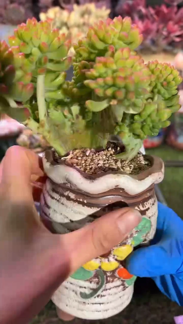 【闪购商品】03190