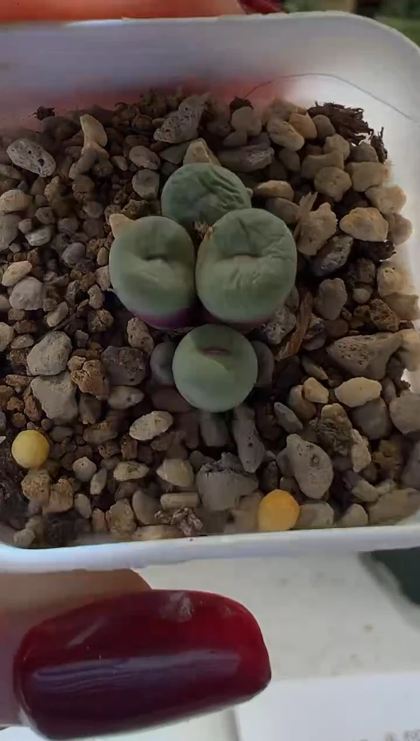 07号红嘴。。。。。。。。。。。