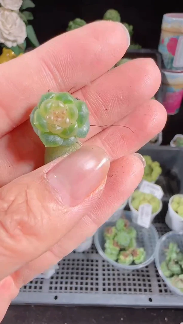肉气球花园1021-108流莹量拍