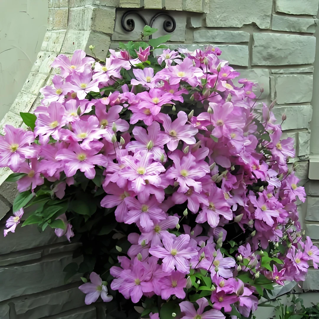 铁线莲耐寒系列爬藤植物庭院阳台