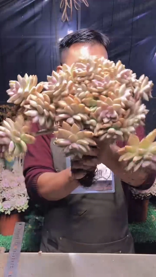 270淡雪缀化（一物一拍）