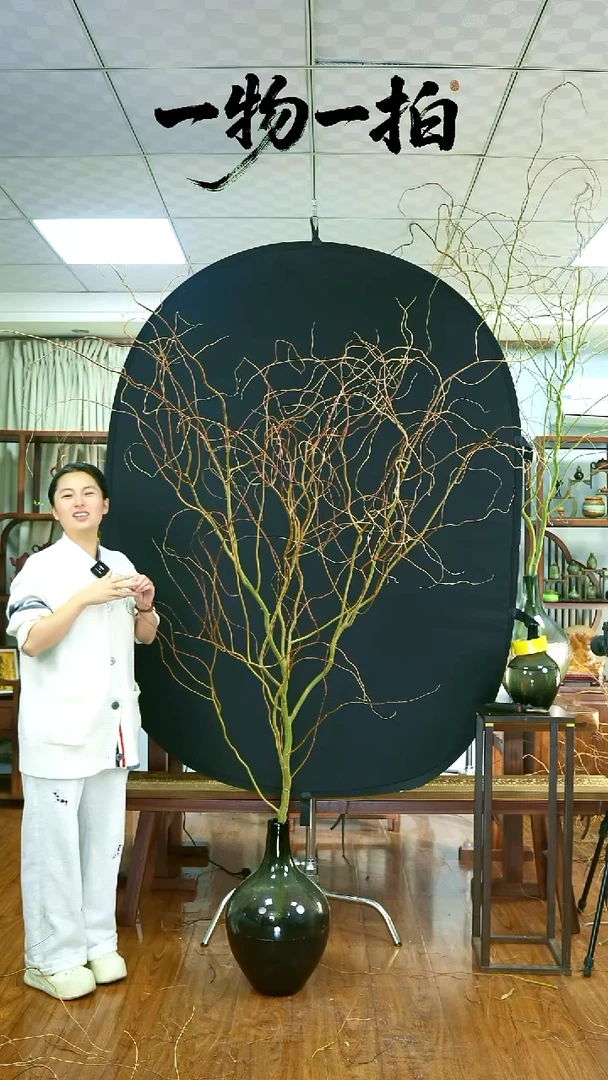 无花朵鲜切造型龙柳树