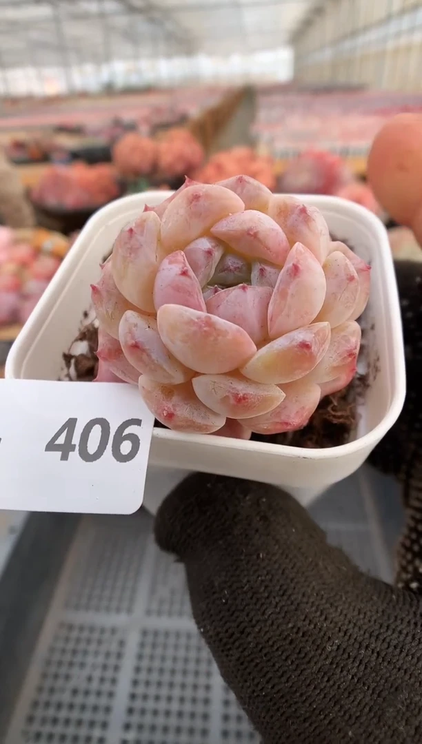 【闪购商品】406冰魄一物一拍