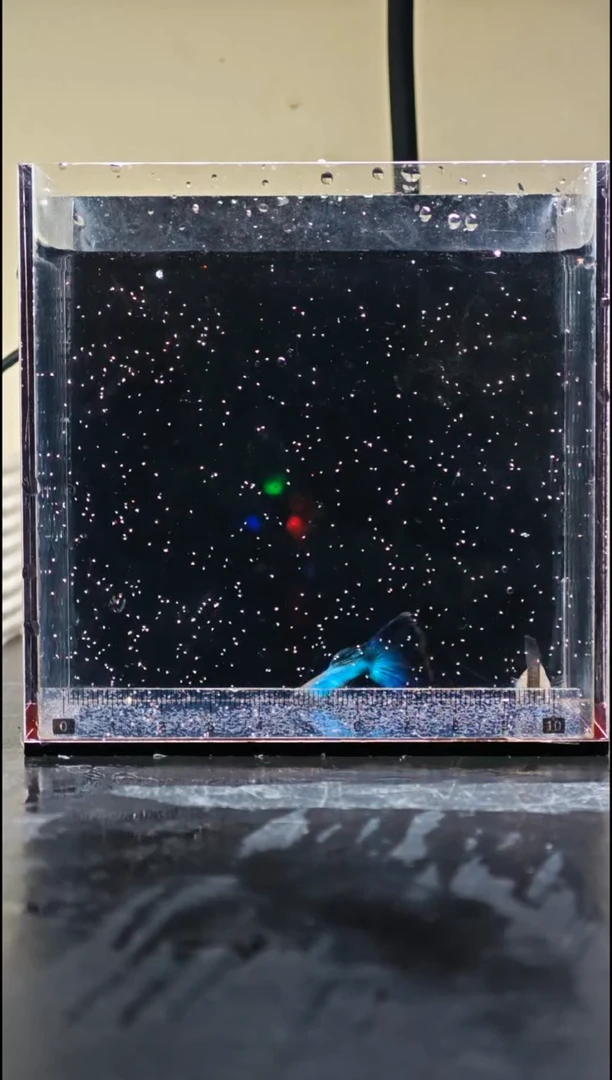 孔雀鱼08辛加蓝孔雀鱼1对