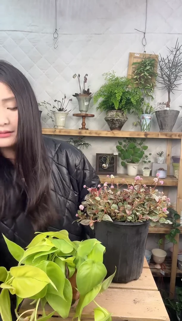 无花朵465头花廖育苗盆