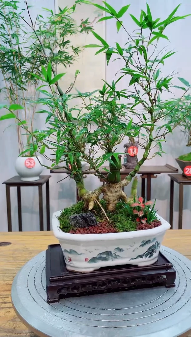 【闪购商品】竹子盆景竹子盆景