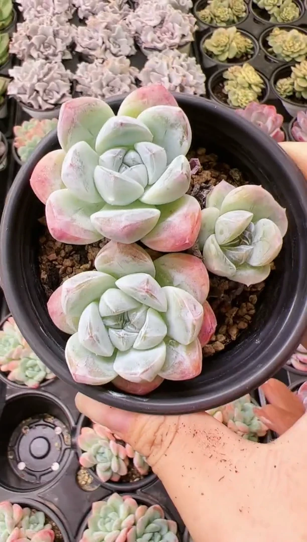 9公分盆群生冰玉一颗