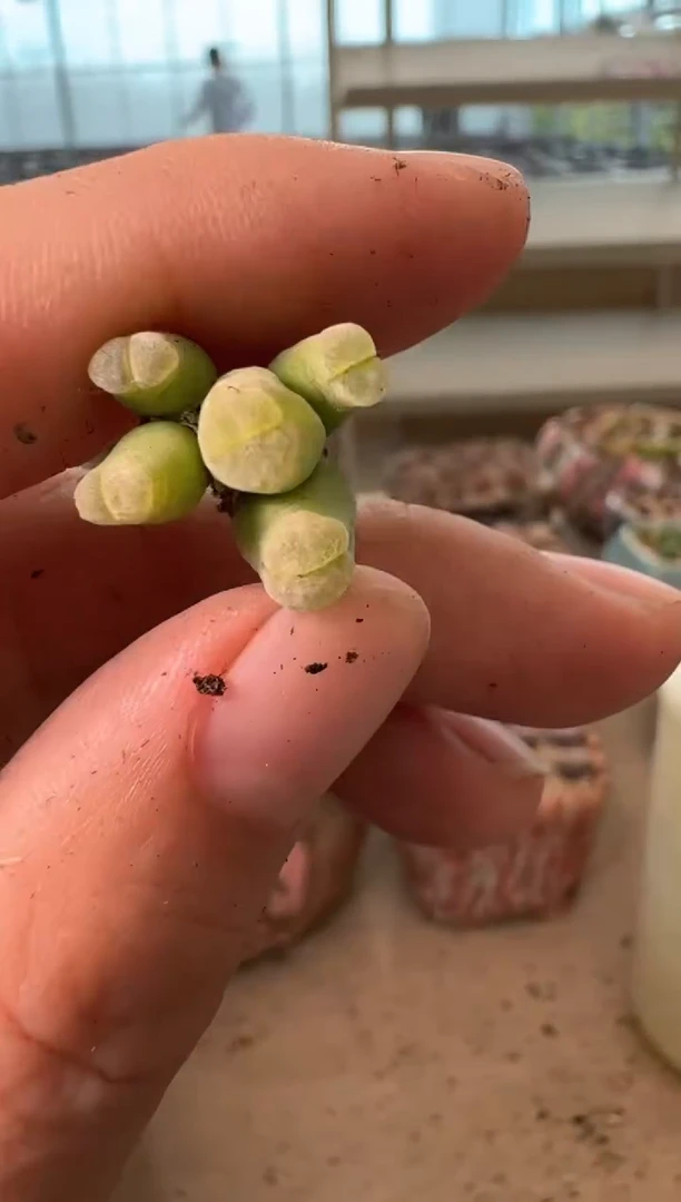 12-192多肉植物肉锥