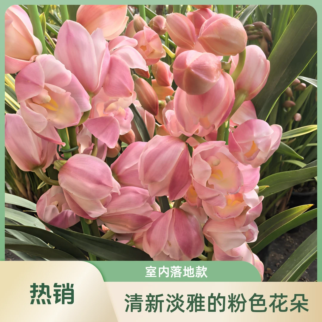 兰花-大花蕙兰（美梦）室内落地款 好养易活