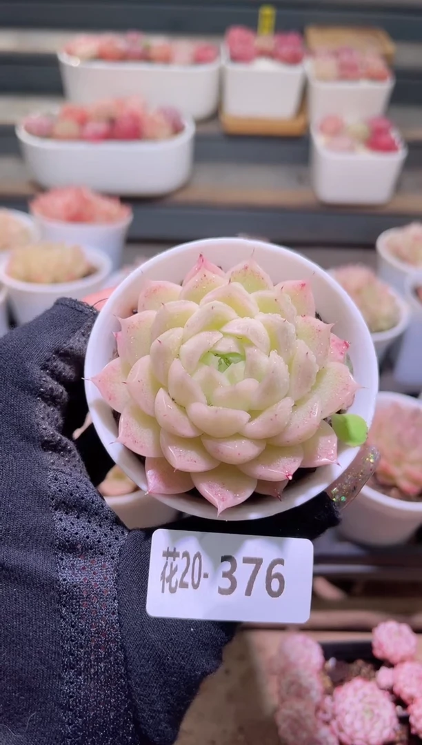 【闪购商品】20-376麦秆