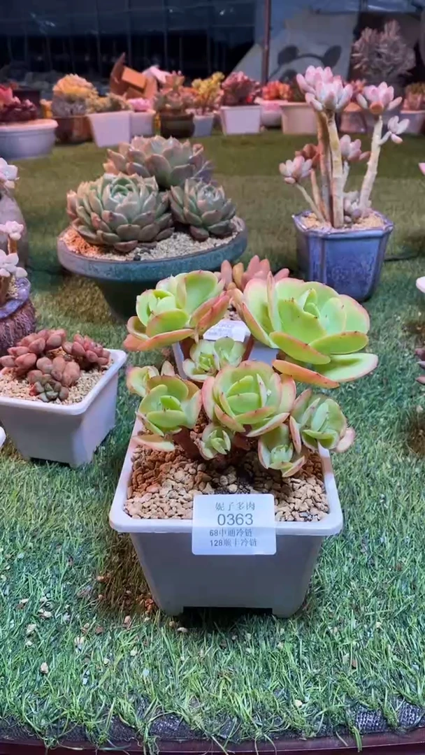 0363《满28包邮发货》