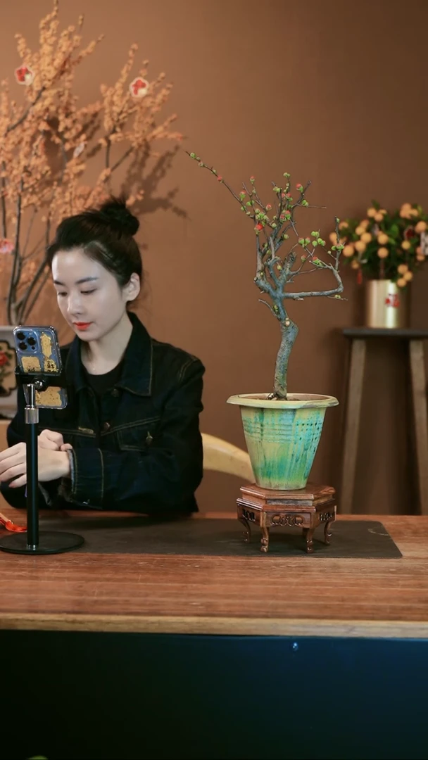 【闪购商品】盆景海棠花