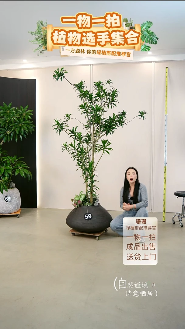 无花朵高****メ老庄百合竹栽种好一整套